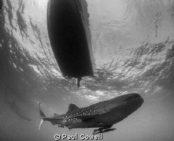 whale shark and a boat above by Paul Cowell 